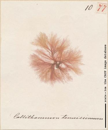 Aglaothamnion tenuissimum_77.jpg